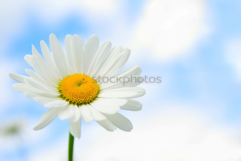 Similar – Image, Stock Photo Zipper Daisy Flower