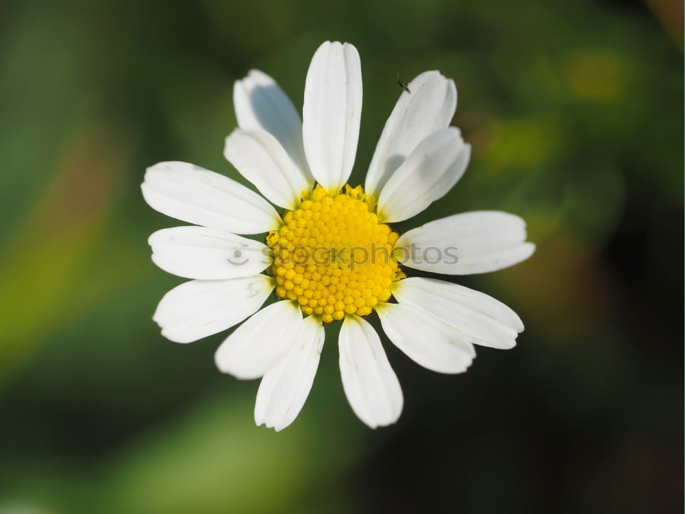 Similar – Gänseblume Gänseblümchen