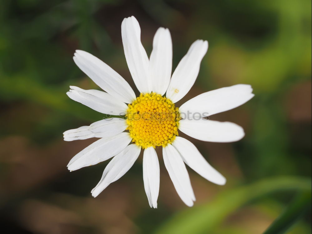 Similar – Gänseblümchen Blume Wiese