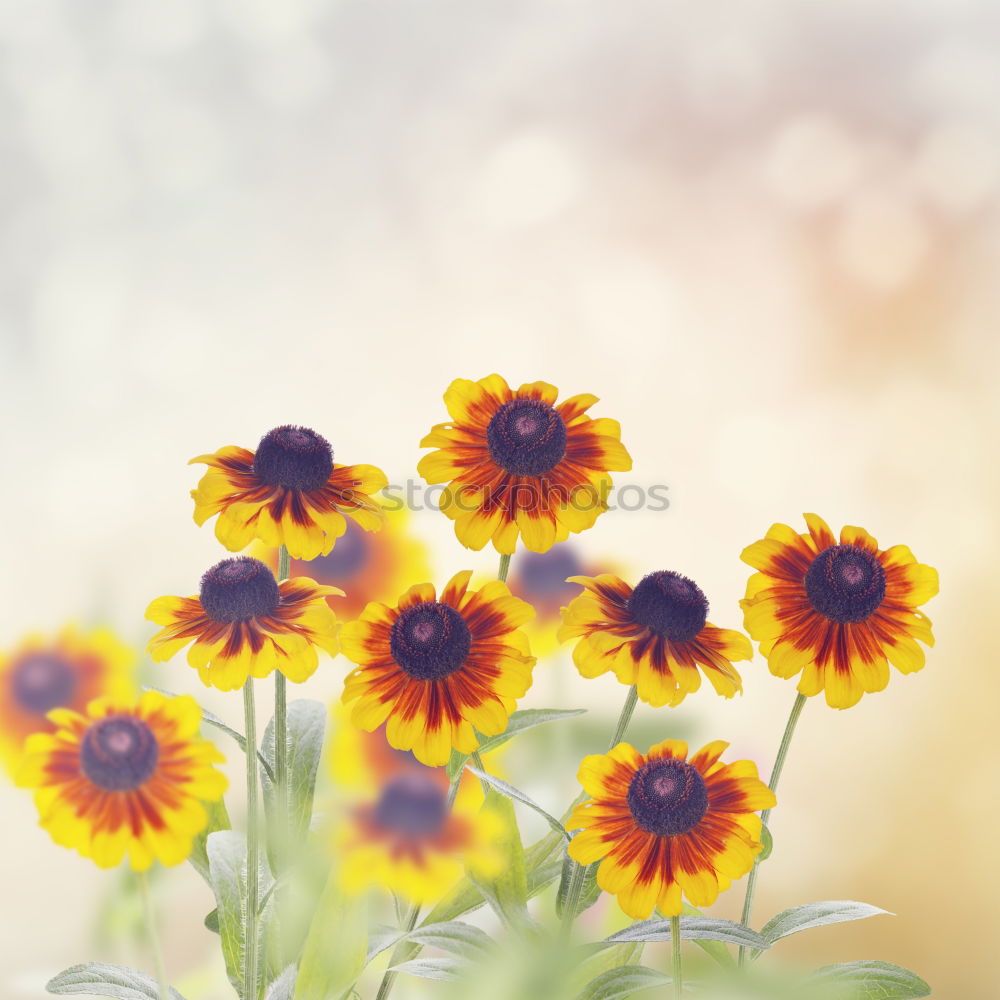 Flower background with yellow flowers in the blue sky