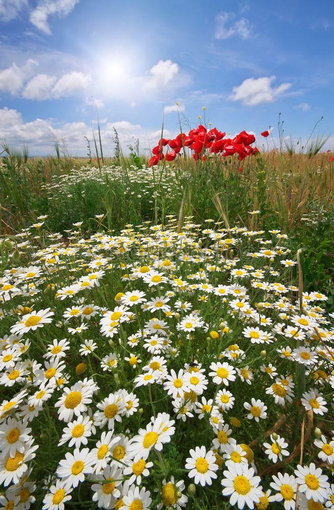 Similar – Image, Stock Photo Mountain summer meadow