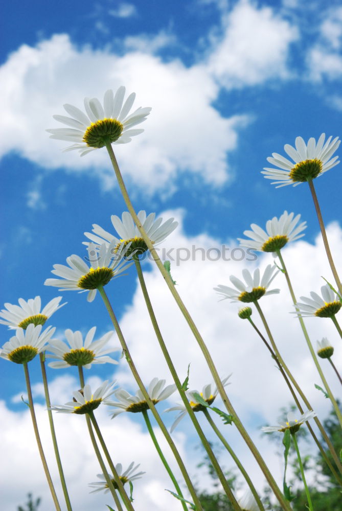 blooming margarites in sunlight in front of a blue sky