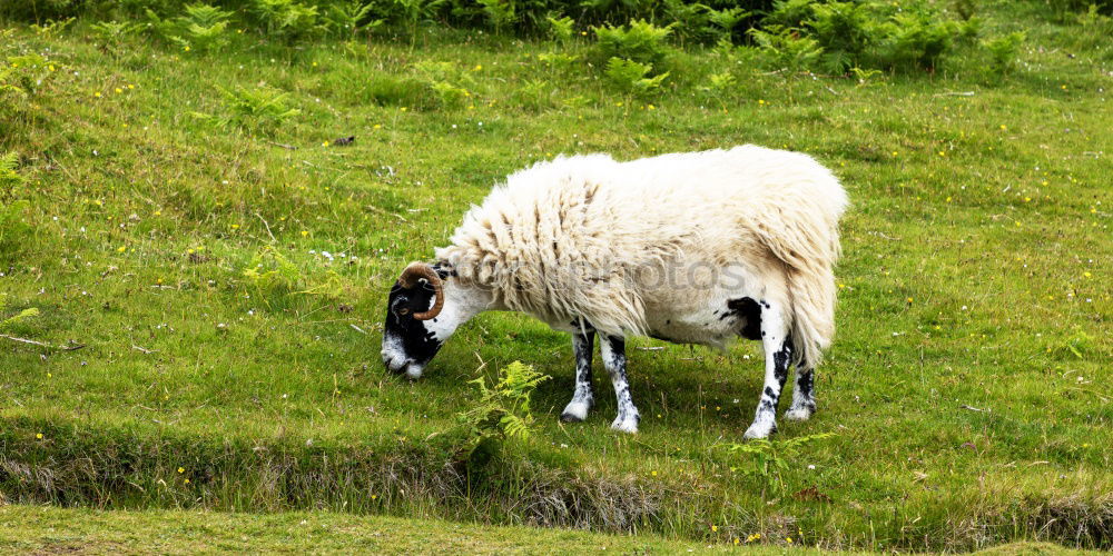 Similar – Foto Bild gar nicht schüchtern