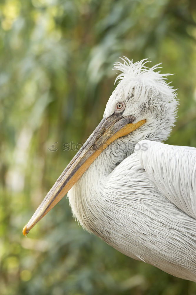 Similar – portrait of a white pelican