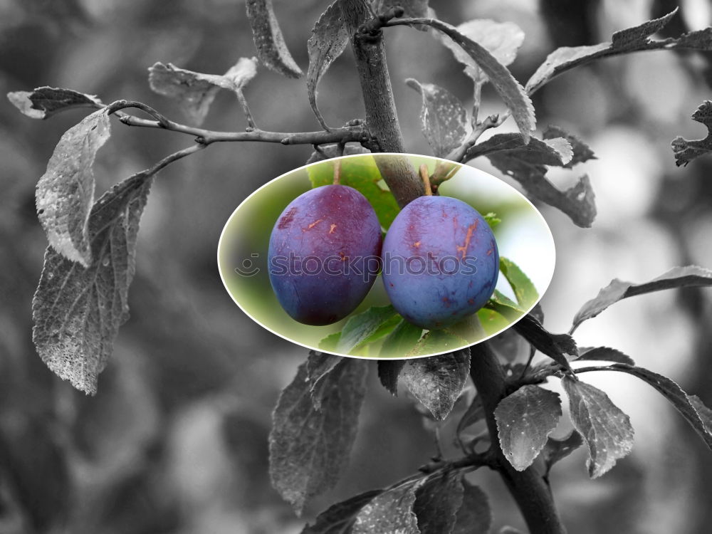 Similar – Image, Stock Photo Apple on a branch Food