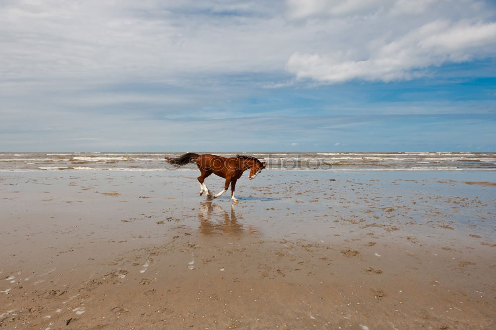 Similar – Hund am Strand Meer