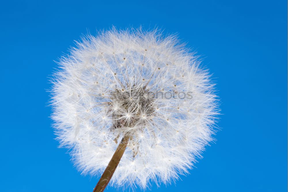 Similar – Image, Stock Photo Dandylion II Colour photo