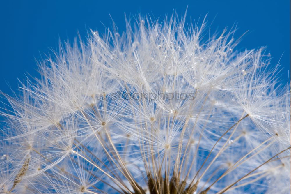 Similar – Foto Bild Wiesenglück Halm Gras