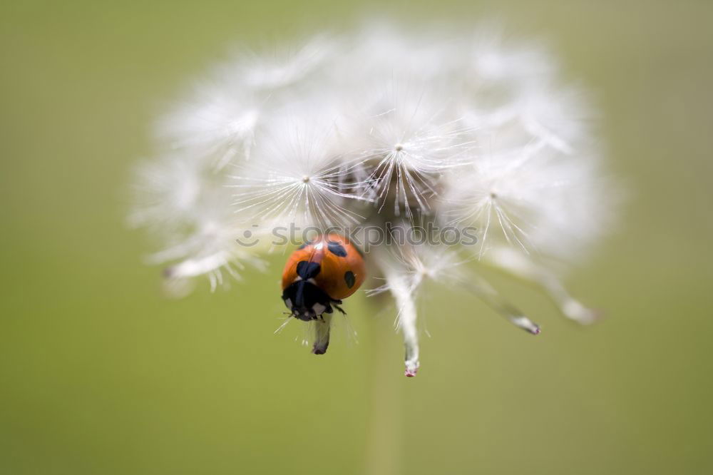 Similar – Delicious this flower nectar