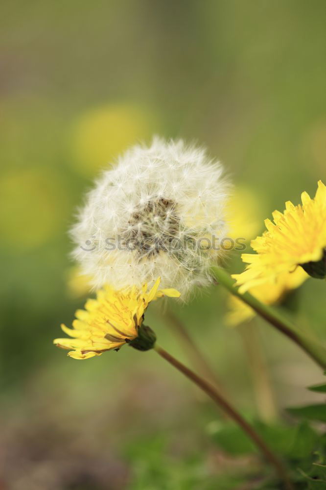 Similar – Image, Stock Photo biting not… Dandelion