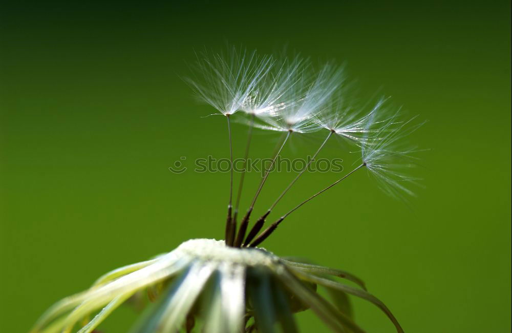 Similar – Thistle grün Pflanze