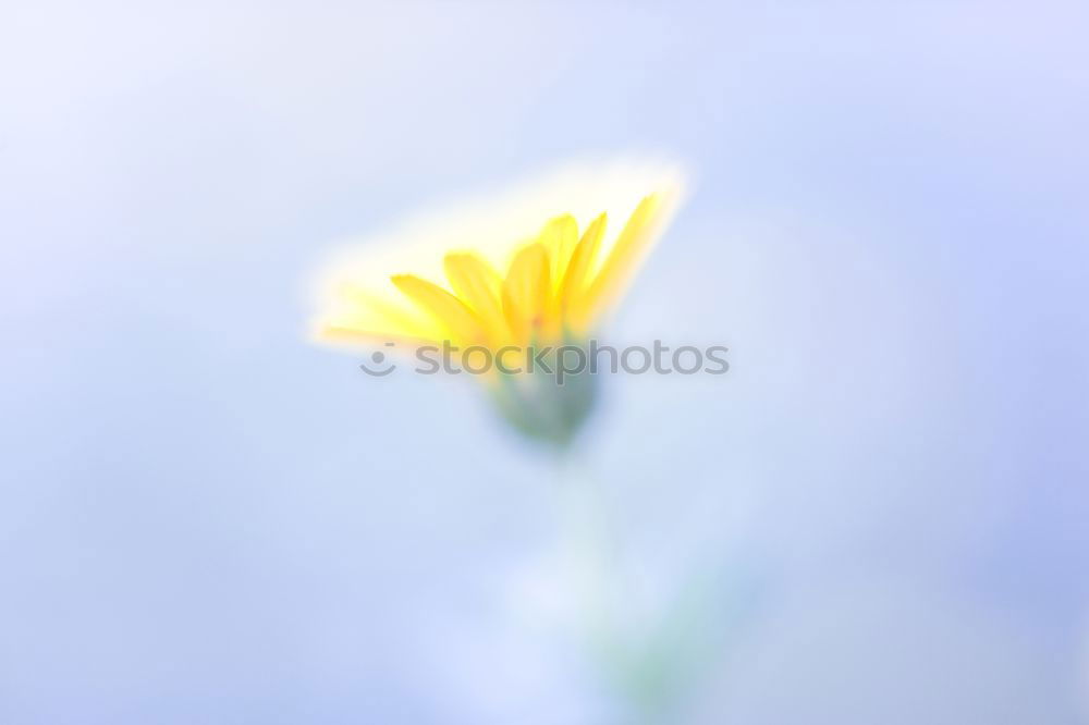 Similar – Image, Stock Photo daisies of the galaxy