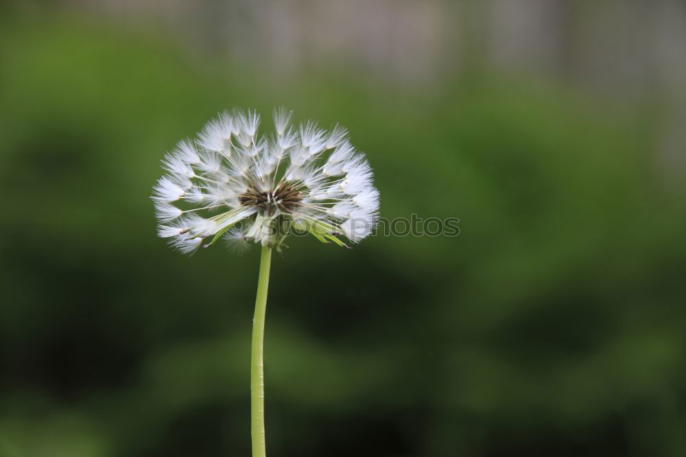 Similar – Large Star Condolas Nature