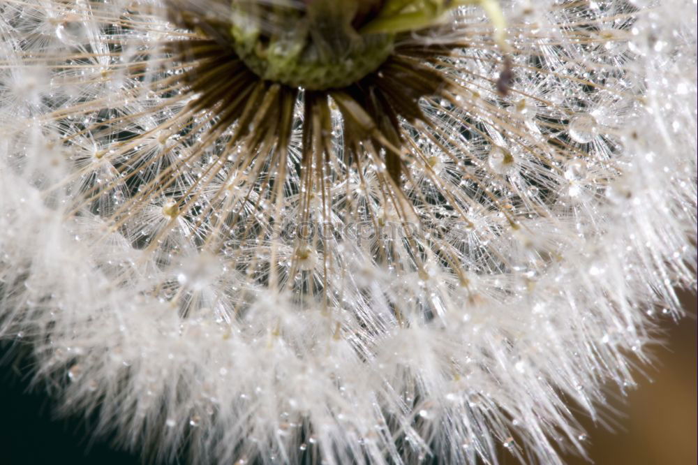 Similar – Dandelion III Meadow Hover