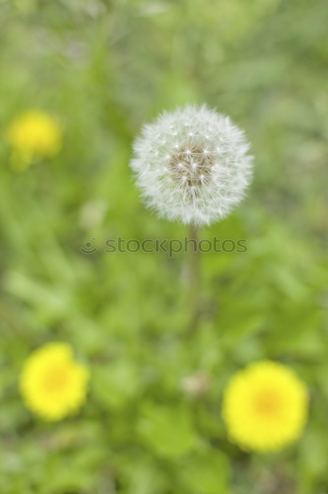 Similar – Image, Stock Photo daisies Daisy Flower White