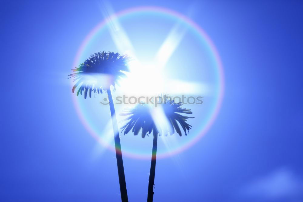 Image, Stock Photo backlight Dandelion Seed