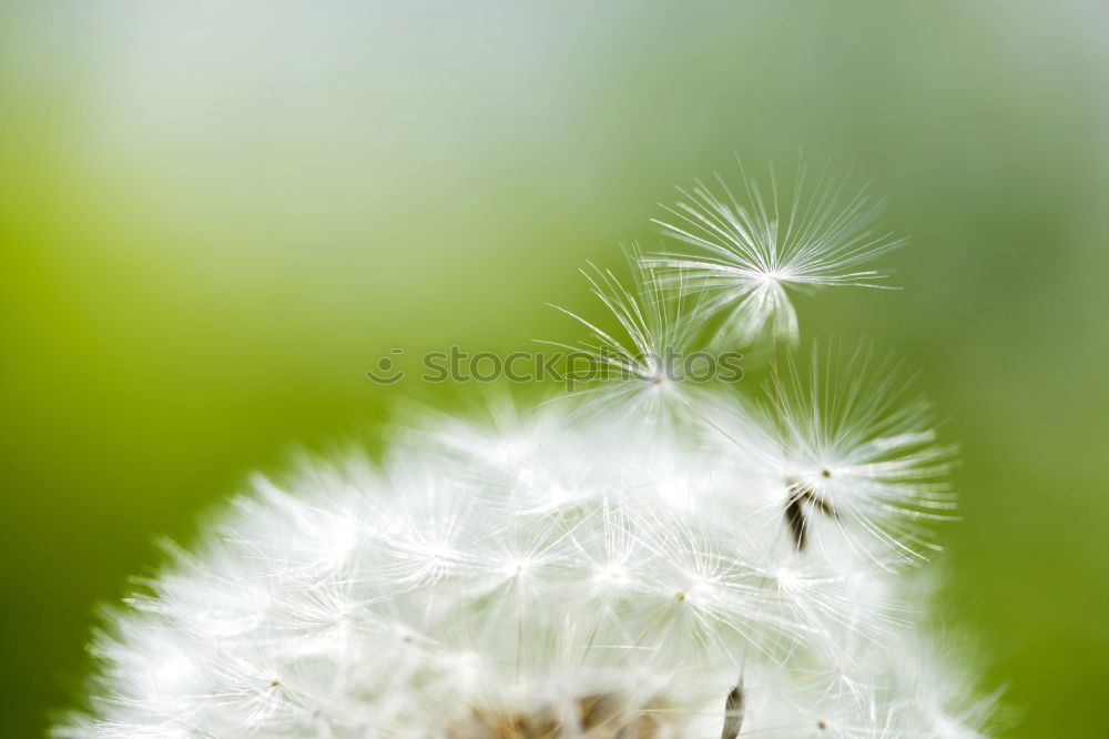 Similar – Image, Stock Photo sad fibre Blossom Pond