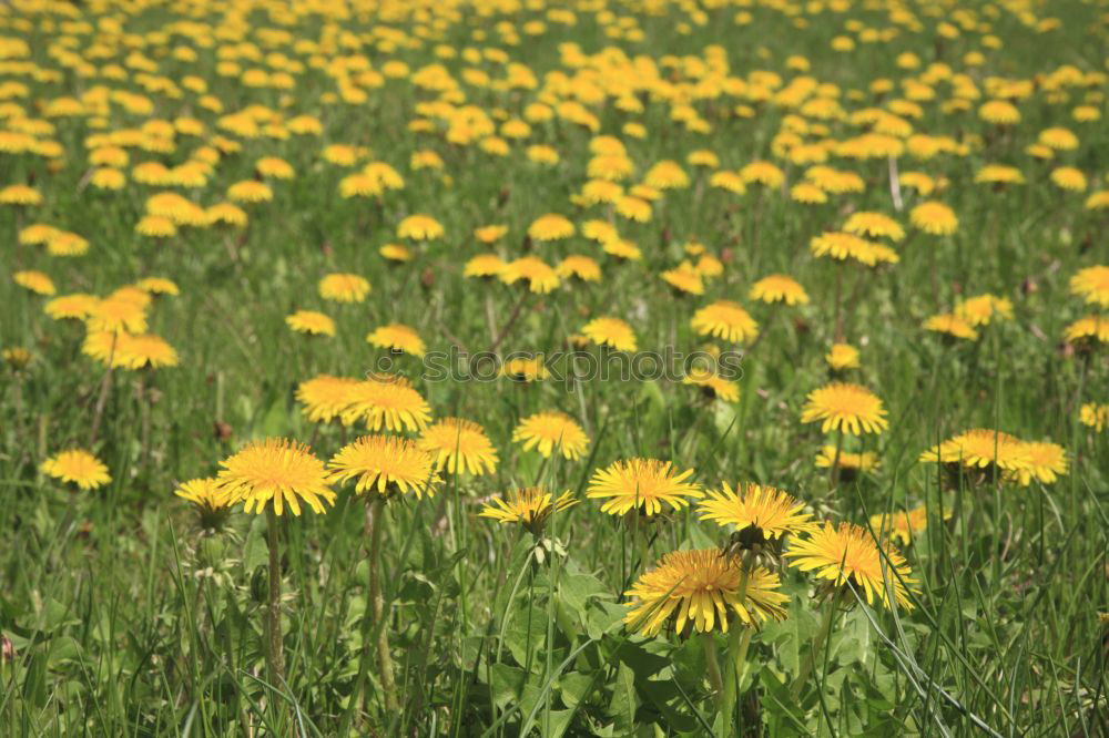 Similar – Image, Stock Photo summer feeling