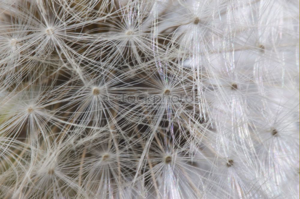 Similar – Image, Stock Photo grass Grass Beautiful