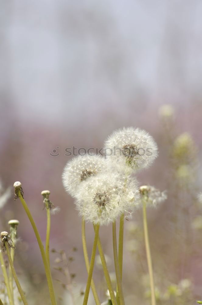 Similar – Image, Stock Photo Swabian Country Tour | Bumblebee butt stroking