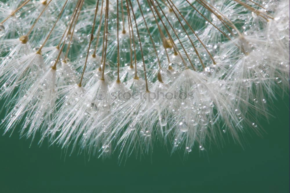 Similar – Dandelion III Meadow Hover