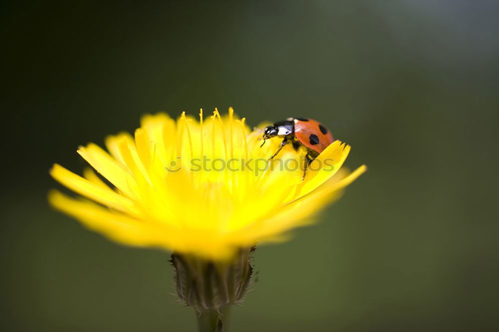 Similar – Kopfstand Schwebfliege