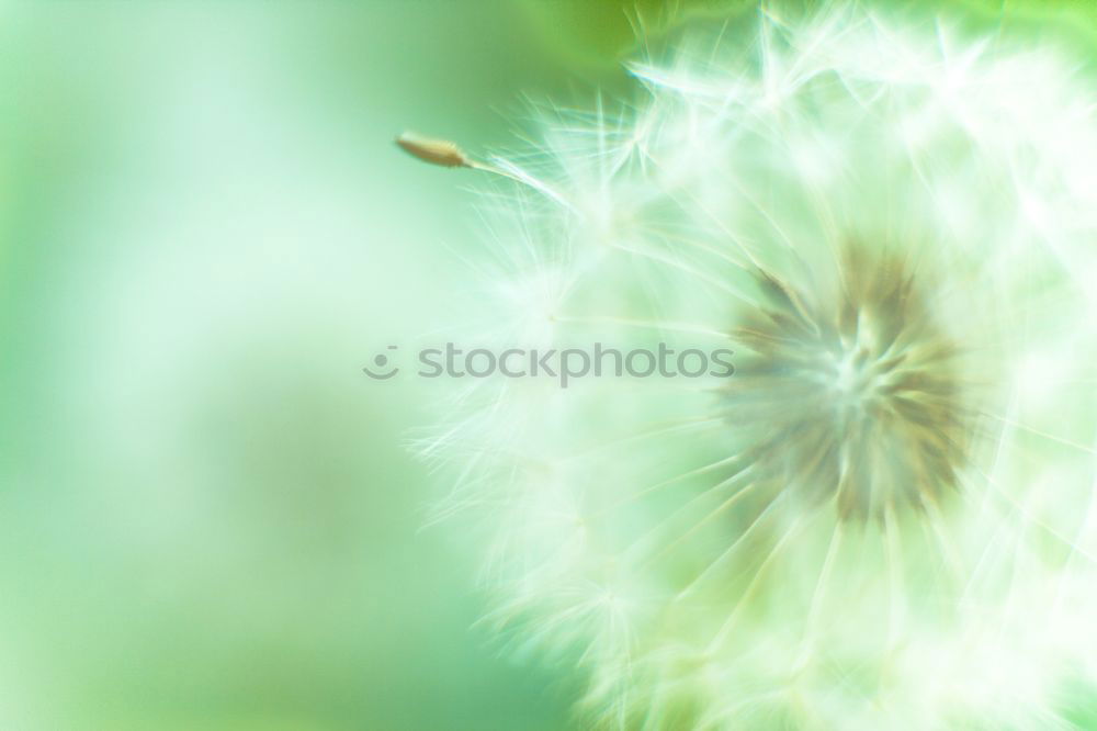 Similar – Image, Stock Photo florid Nature Plant Spring