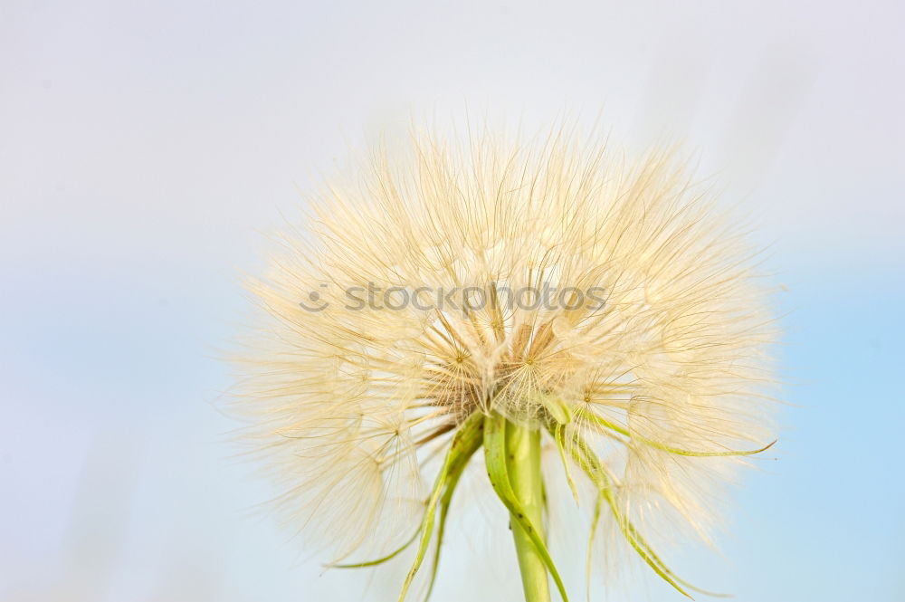 Similar – Stem with flowers of a wild carrot from the frog’s eye view in front of a blue sky