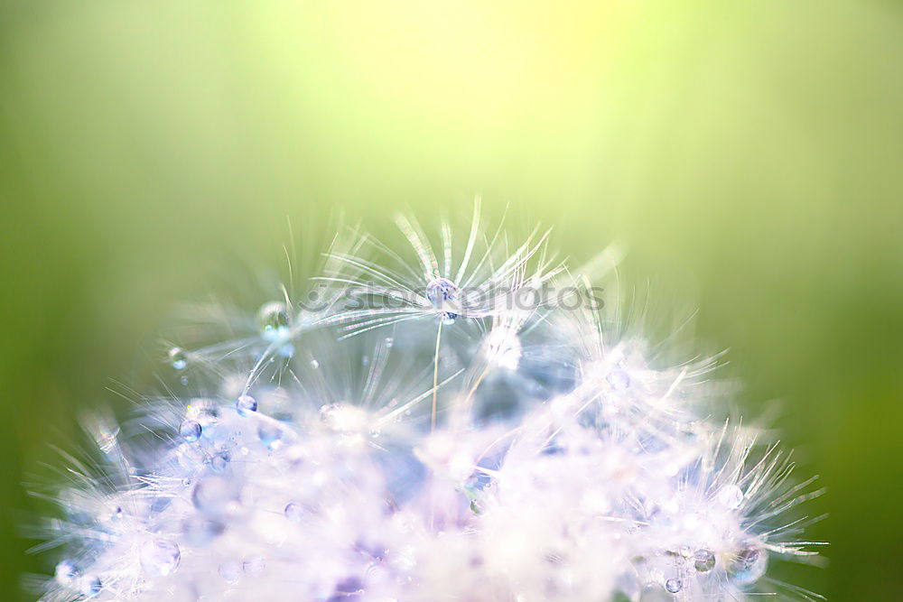 Similar – Image, Stock Photo Unity in diversity Meadow