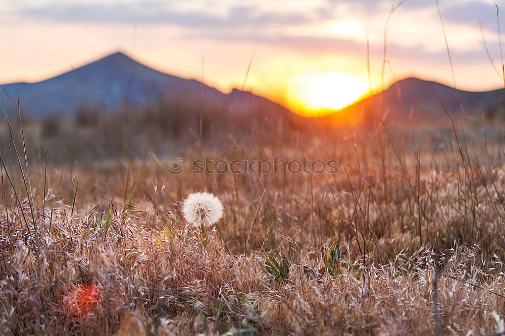 Similar – Foto Bild Tirol Natur Landschaft