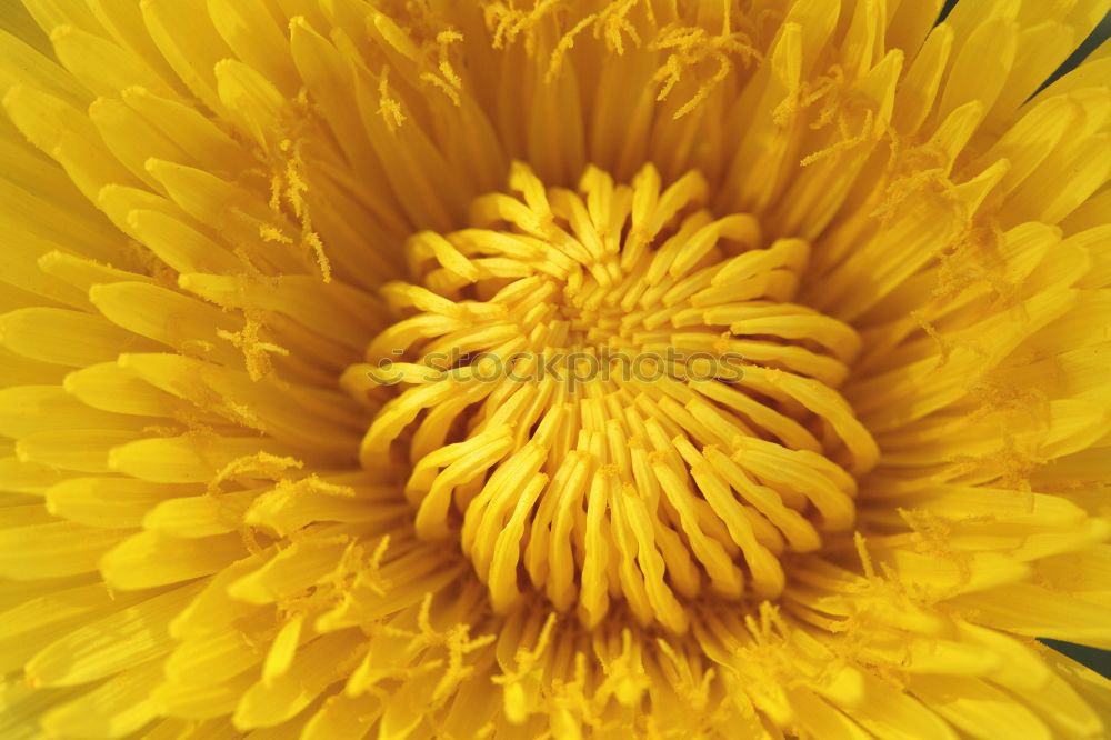 Similar – Image, Stock Photo sunflower Vegetarian diet