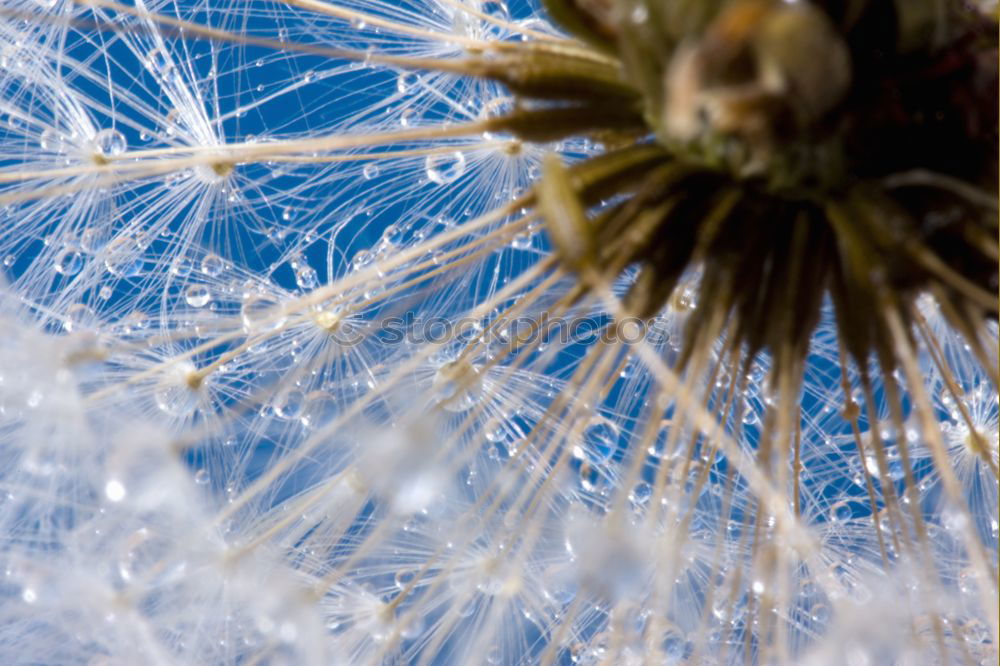 Similar – Nahaufnahme einer Pusteblume im Sonnenlicht vor blauem Himmel