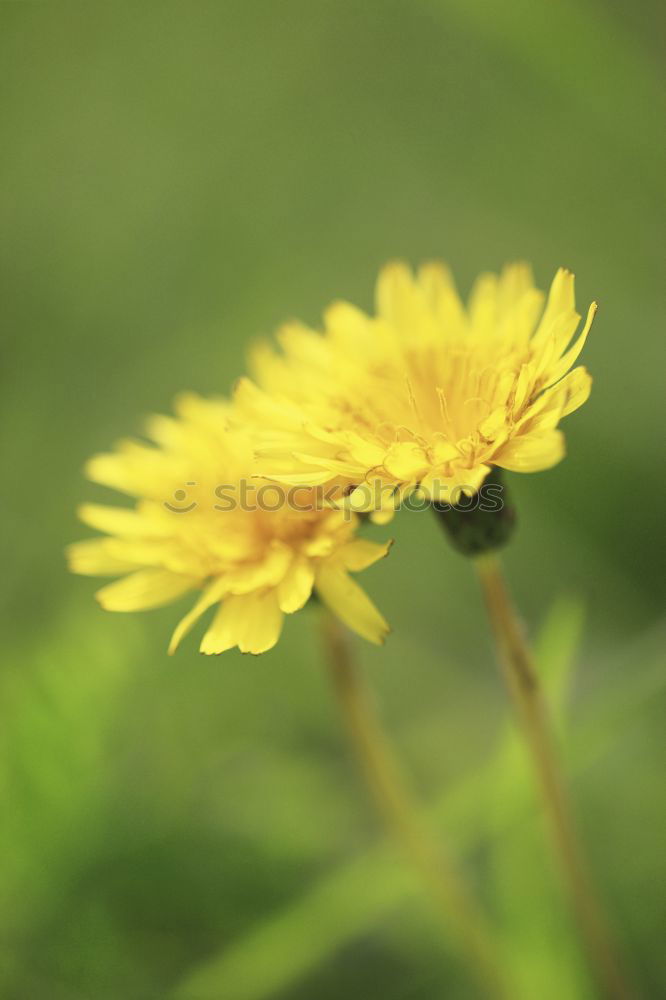 Similar – Image, Stock Photo Yellow Marguerite Garden