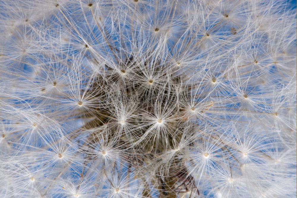 Similar – Dandelion No 1241 Nature