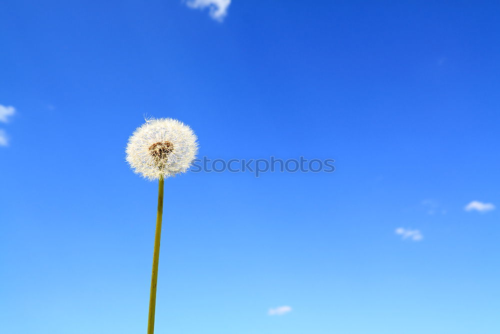 Similar – Image, Stock Photo buttercup Meadow Summer