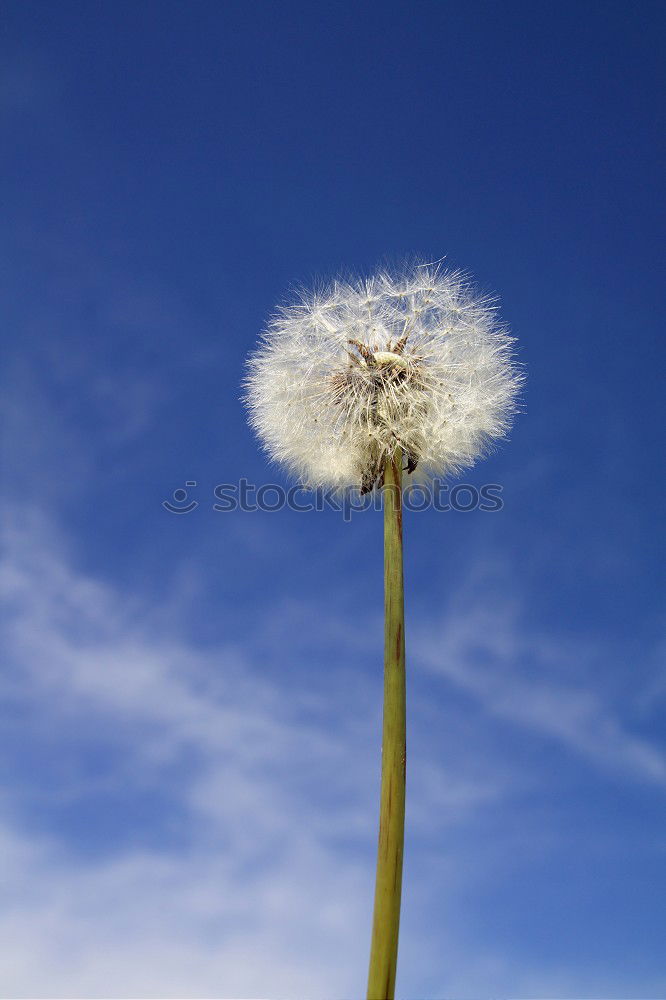 Similar – Image, Stock Photo Bellows! Dandelion Flower