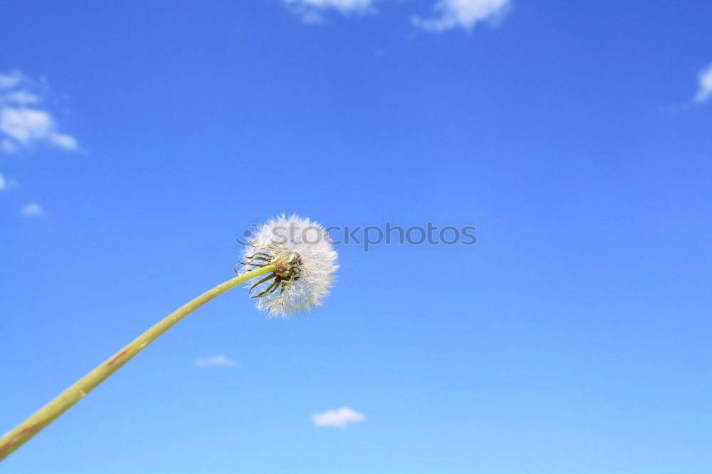 Similar – Image, Stock Photo buttercup Meadow Summer