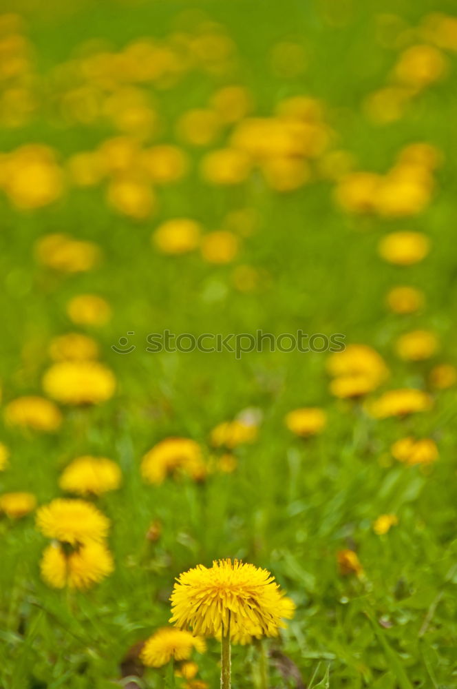 Similar – Image, Stock Photo summer feeling