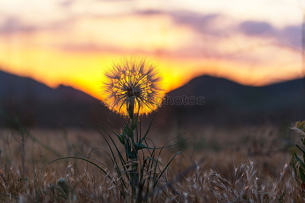 Similar – Image, Stock Photo glitter Calm Nature