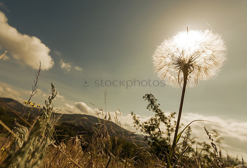 Similar – Foto Bild Wiese Sträucher