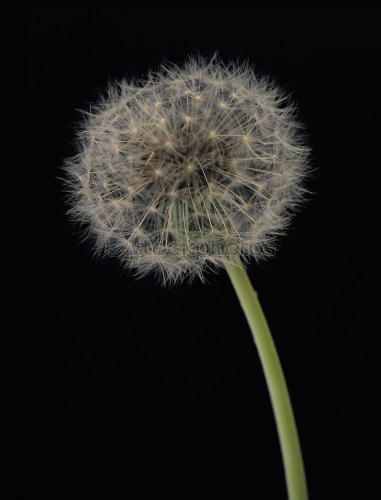 Similar – Giant leek, allium, giganteum,