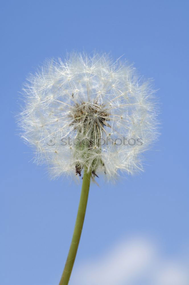 Similar – Pusteblume Löwenzahn Mai