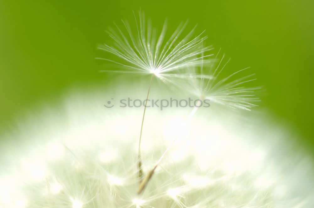 Similar – Image, Stock Photo Come cuddle… Dandelion