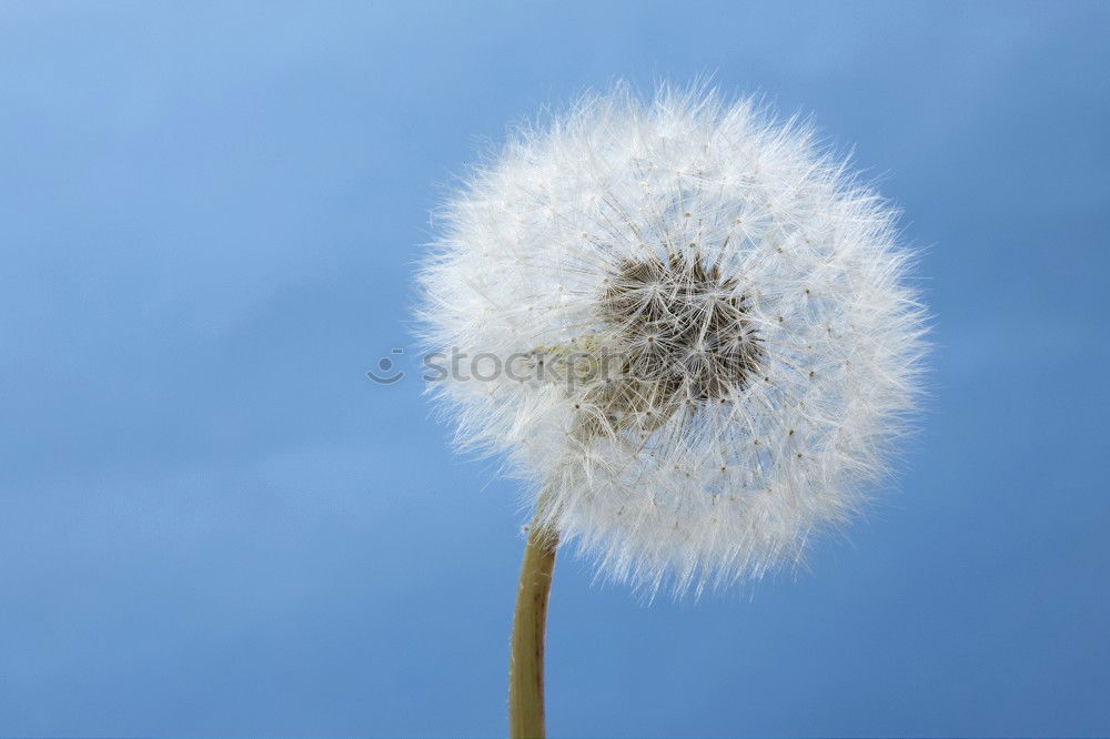 Similar – Image, Stock Photo Bellows! Dandelion Flower