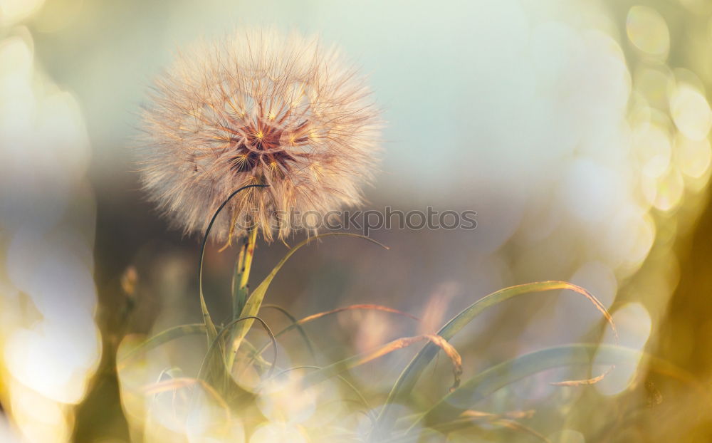 Similar – Image, Stock Photo poppy … uh cornflower