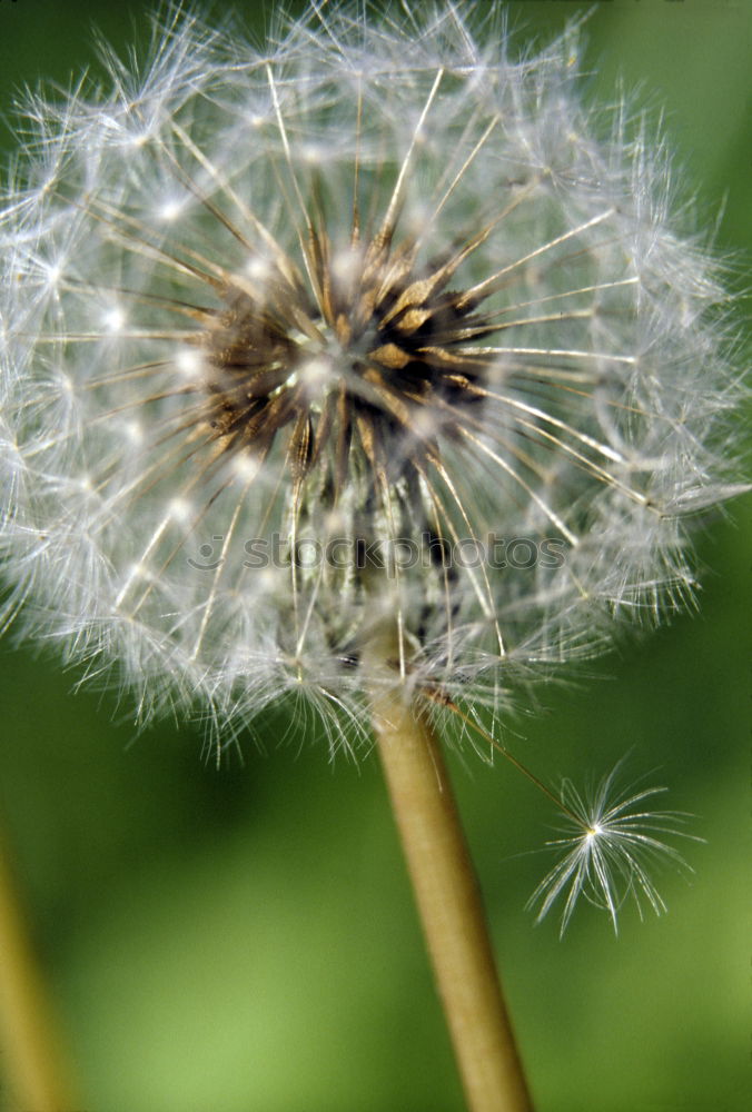 Similar – Foto Bild Verblühter Löwenzahn Blume