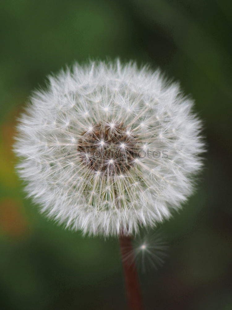 Similar – Image, Stock Photo Unity in diversity Meadow