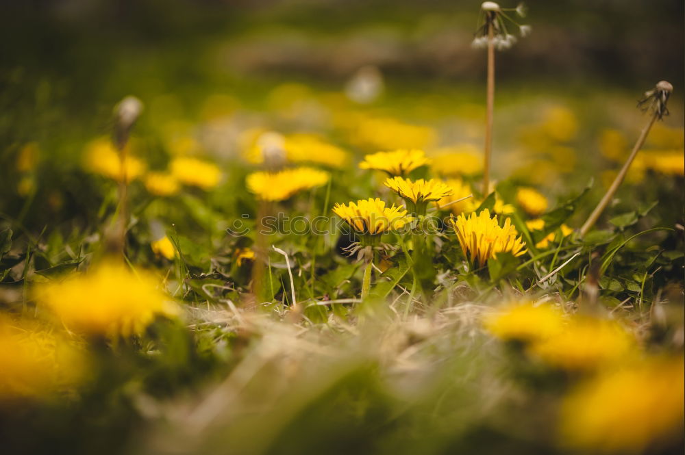 Similar – Image, Stock Photo Nature vs. Civilisation