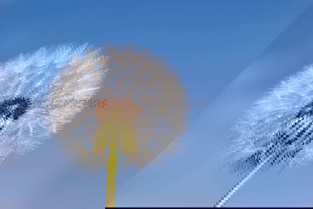 Similar – Image, Stock Photo Dandelion; Taraxacum; officinale;