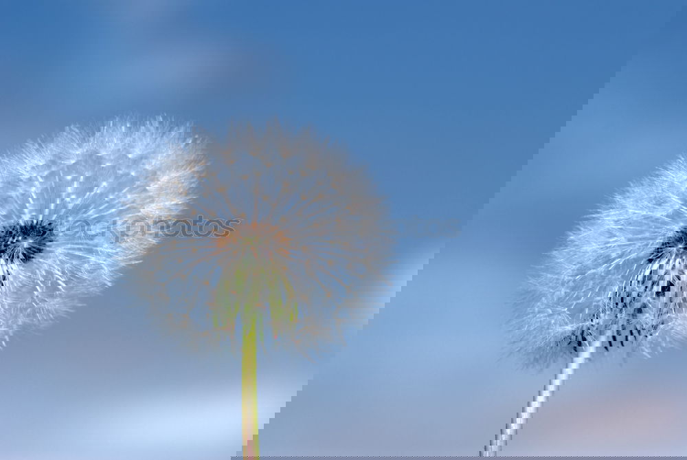 Similar – Image, Stock Photo Dandelion; Taraxacum; officinale;
